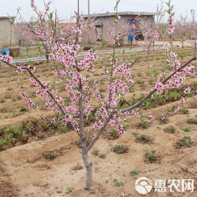 锦绣黄桃树苗嫁接桃树苗黄肉桃子树苗南方北方种植当年结果苗