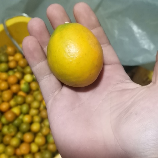融安县融安金桔：滑皮，油皮，脆蜜金桔产地直销