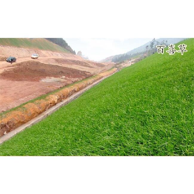 百喜草种子 道路护坡 水土保持 牧草草籽 公路 堤坝绿化草坪