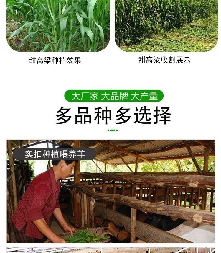 甜高梁种子 饲用甜高粱 牧草种子 养殖牧草种子甜高粱种子