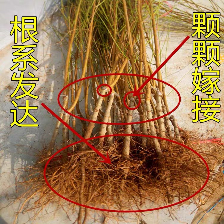 锦绣黄桃树苗嫁接桃树苗黄肉桃子树苗南方北方种植当年结果苗