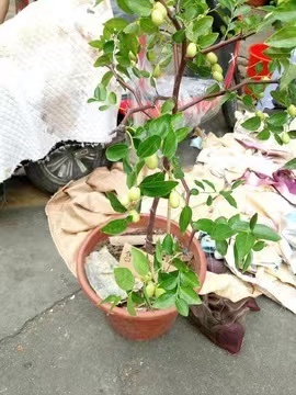 苍溪县嫁接冬枣树苗