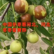 中国冬枣看河北，河北冬枣看沧州万亩冬枣基地，中国冬枣发源地，