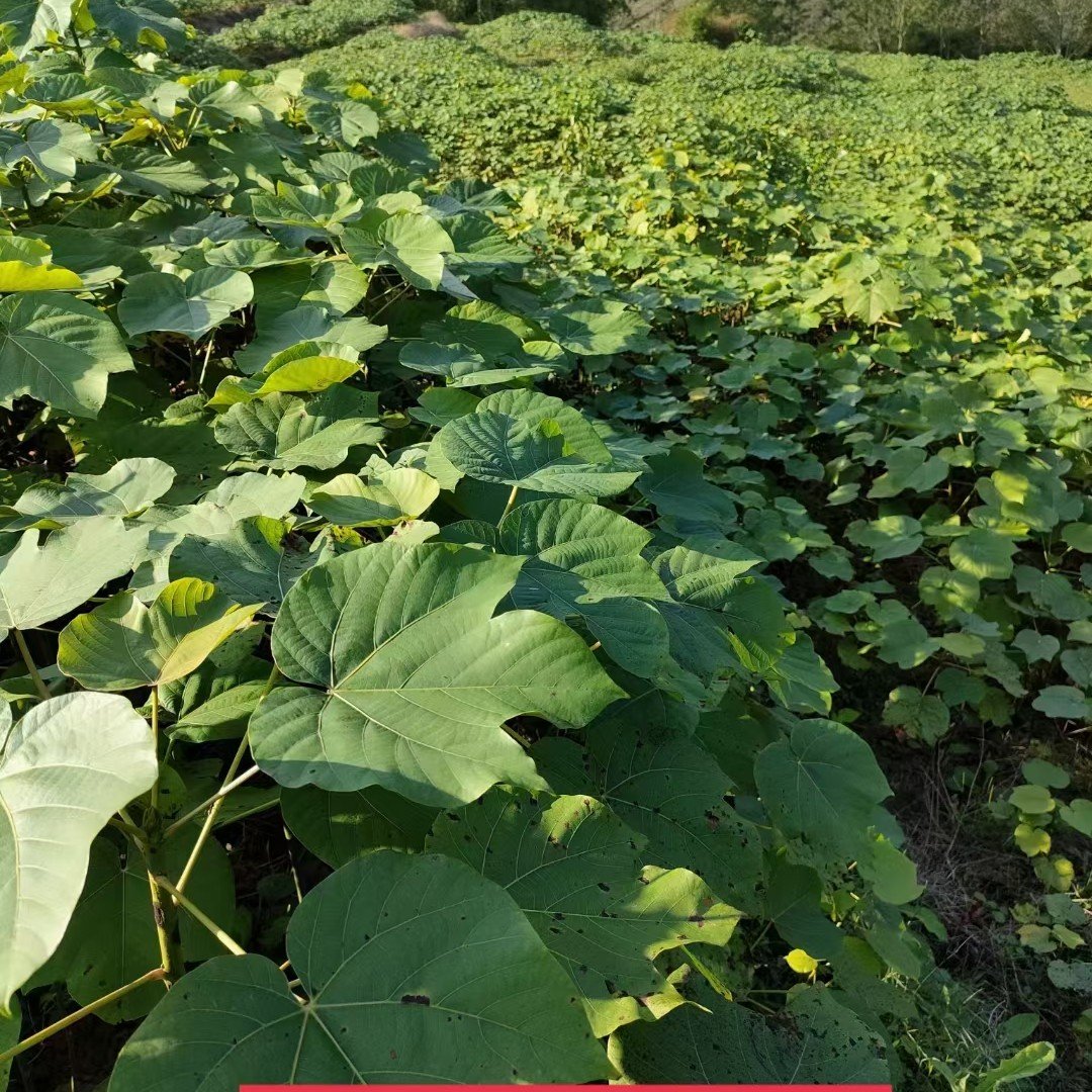 油桐杯苗常年大量批发供应，货源充足手续齐全