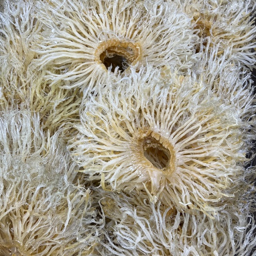 广州鱼翅菊花翅鱼翅花翅针多泡发方便