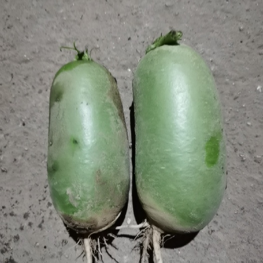 段湾露头青萝卜