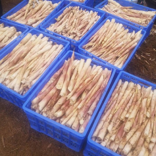 巴马县雷笋大量上市
