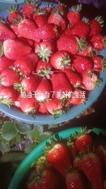 下沙奶油草莓，只限杭州