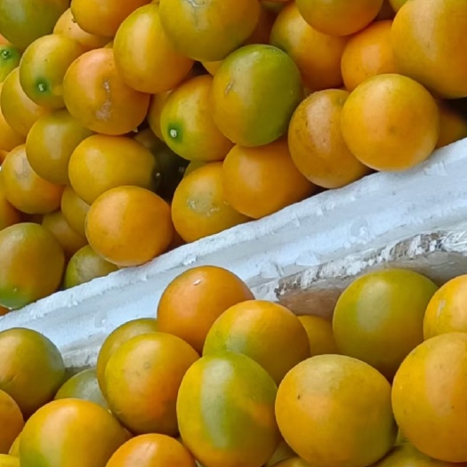 德昌县脆蜜金桔
