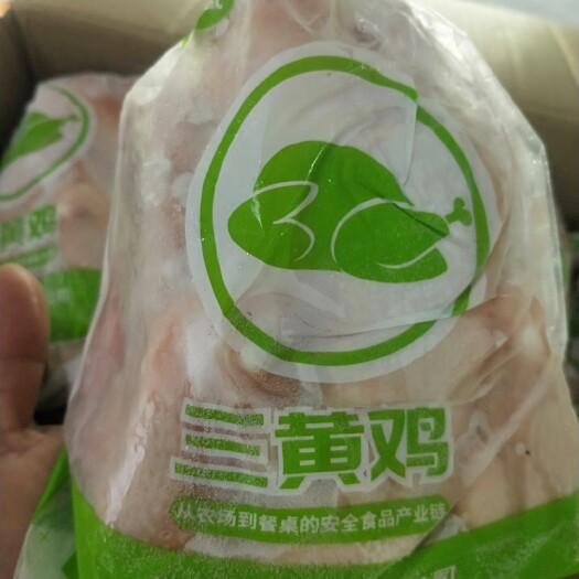 济南白条鸡  鸡肉   鸡  三黄鸡