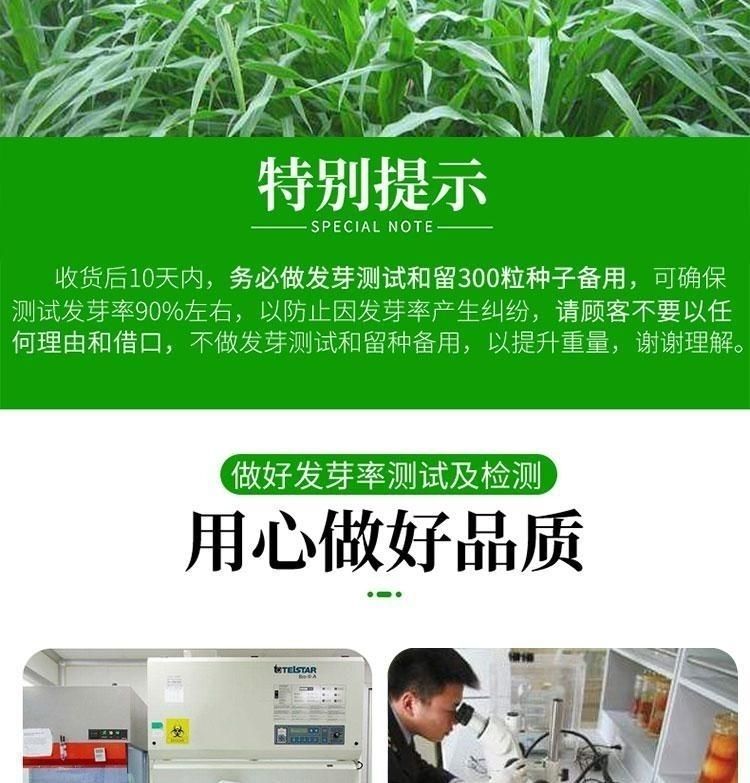 甜高梁种子 饲用甜高粱 牧草种子 养殖牧草种子甜高粱种子