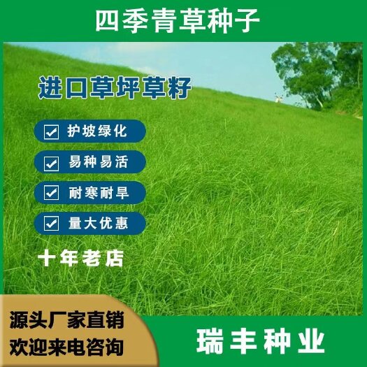 四季青草坪耐寒耐旱矮生四季青草籽免修剪护坡固土庭院别墅小区