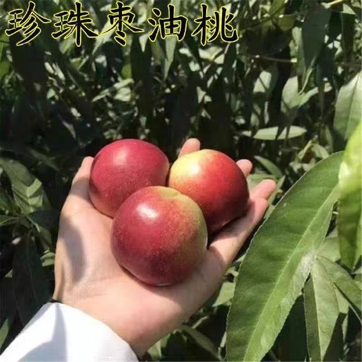 平邑县珍珠枣油桃苗黄肉枣油桃苗特甜油桃苗迷你小油桃苗中油珍珠0号油