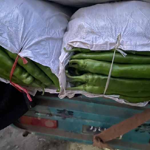 寿光市电商通货现摘尖椒团购赶集食堂按需包装质量好精品价格便宜