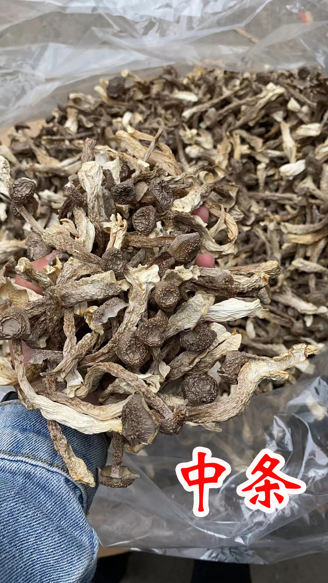 切根鹿茸菇产地一手货源 无硫干度好 可视频看货 有量有价