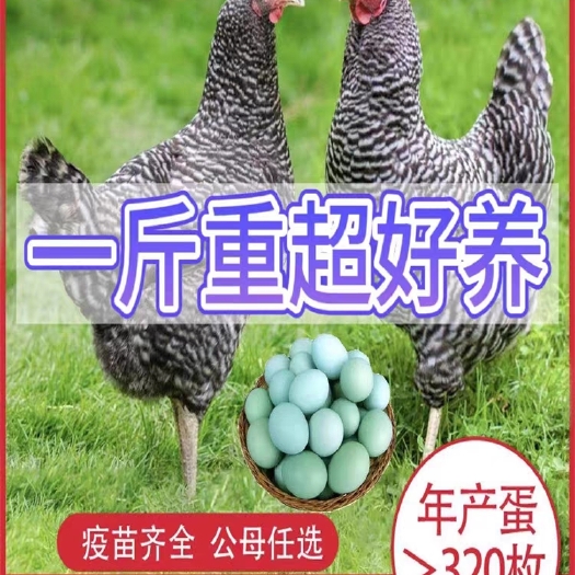 汶上县脱温半大芦花鸡活鸡土鸡绿壳蛋鸡产蛋纯种卢花鸡一斤小鸡幼苗散养