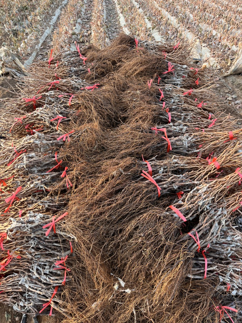 二年葡萄小树 可种植 可占地