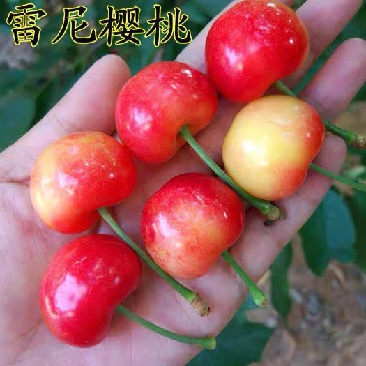 平邑县樱桃树苗耐寒嫁接雷尼特大樱桃苗南北方种植盆栽地栽当年结果