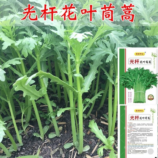 宜昌光杆花叶茼蒿菜籽蓬蒿菜种子耐热耐寒皇帝菜种籽大田蔬菜种孑