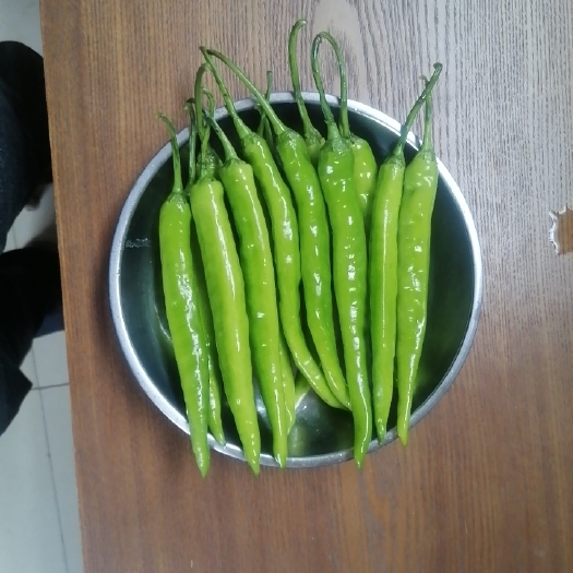 田东县2号线椒，辣椒