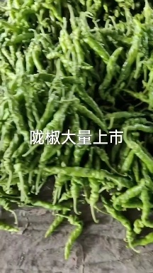 内黄县陇椒大量上市