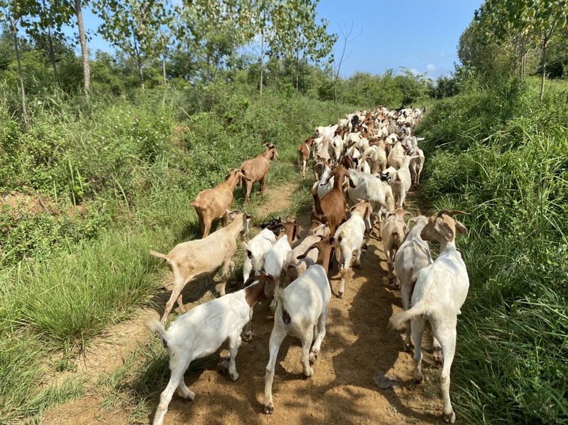 纯放养跑山羊