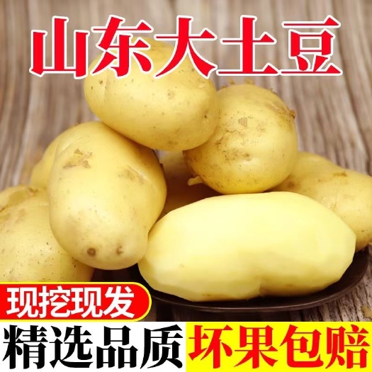 莒县荷兰15  荷兰十五土豆