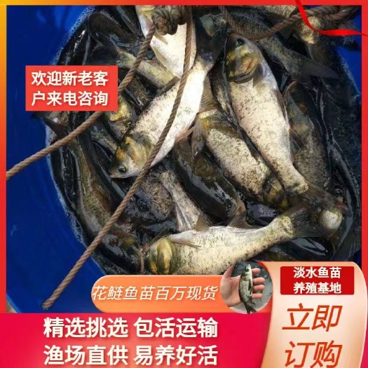登封市花鲢鱼苗，各种鱼苗