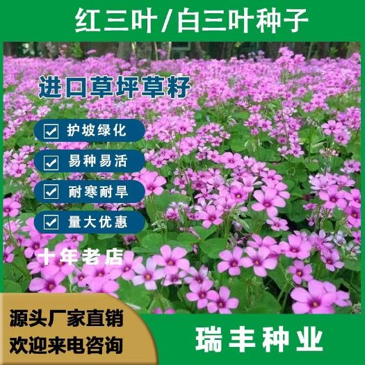 三叶草种子红三叶白三叶草籽护坡固土草果园绿肥绿化改善土壤