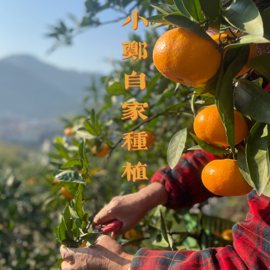 临海市涌泉蜜桔