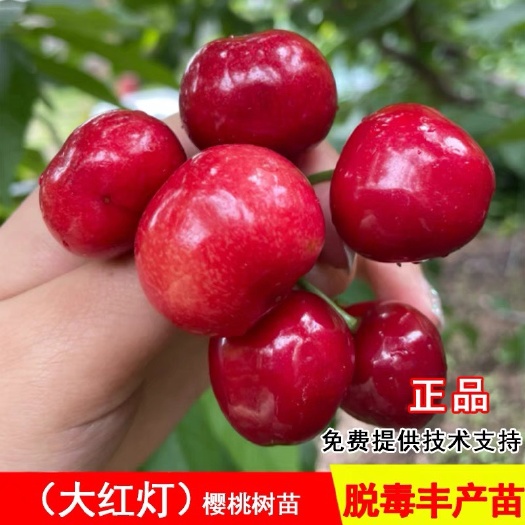 平邑县红灯大樱桃树樱桃苗南北方庭院地栽果树盆栽嫁接车厘子树当年结果