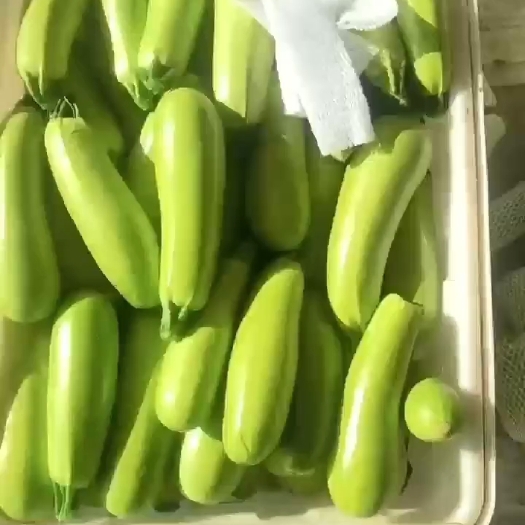 费县西葫芦大量上市中