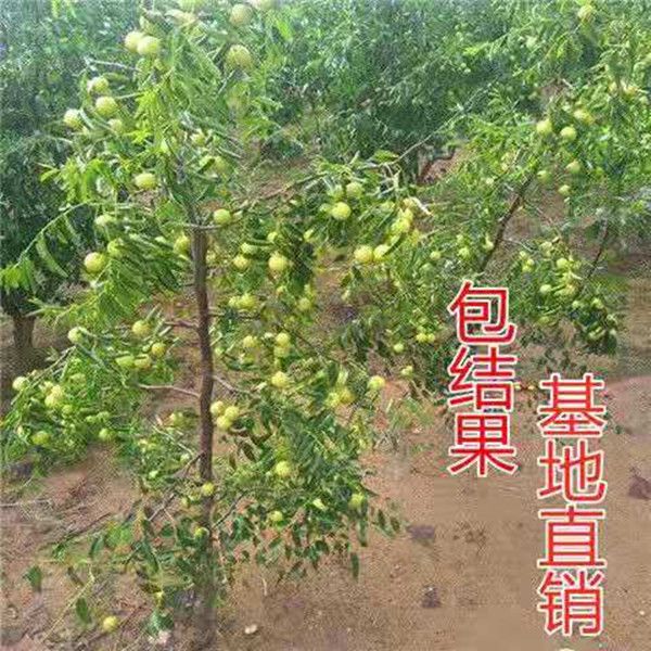 嫁接枣树苗特大沾化冬枣当年结果南北方种植盆栽地栽大青枣果树苗