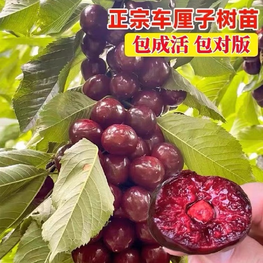 平邑县车厘子树苗樱桃树苖南方北方种植盆栽庭院果树矮化樱桃树大樱桃苗