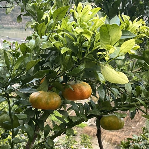 石棉县甘甜多汁