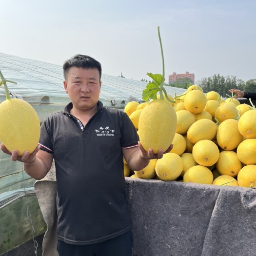 莘县甜瓜种子，种苗