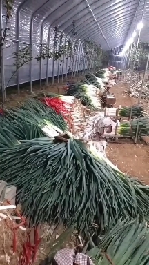 费县大葱，西葫芦