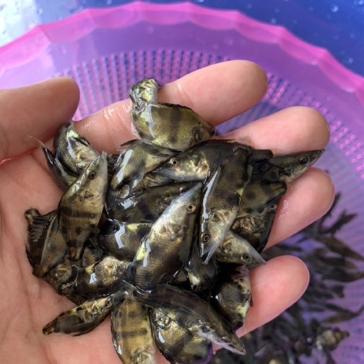 嵩明县桂鱼苗