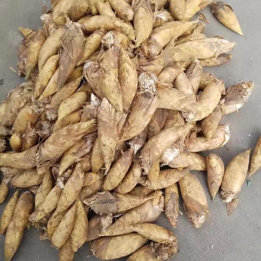 龍巖冬筍
