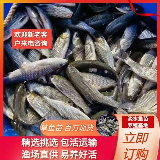 吉安县草鱼苗，鱼场直供品种齐全