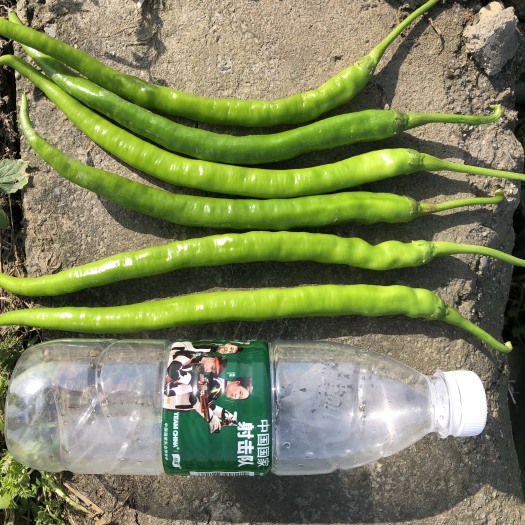 邛崃市基地二荆条，条形巴适-个人种植，放心选购