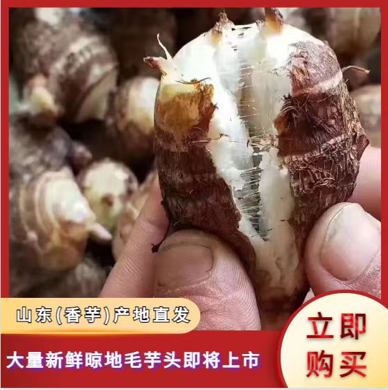 【力推】毛芋头山东特产8520【豆包面包】种子