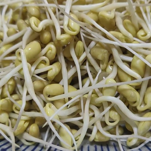 成都井水天然安全黄豆芽