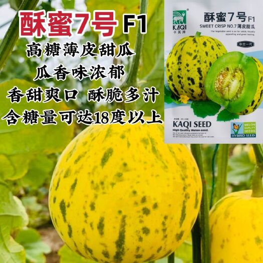 沭阳县甜瓜种子酥蜜7号甜瓜花皮高糖薄皮果肉绿色香甜爽囗多汁香瓜种子