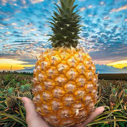 嘉兴菠萝