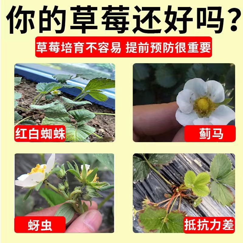 抗性红蜘蛛成螨螨卵锈壁虱草莓红蜘蛛专用药月季柑橘红蜘蛛螨包邮