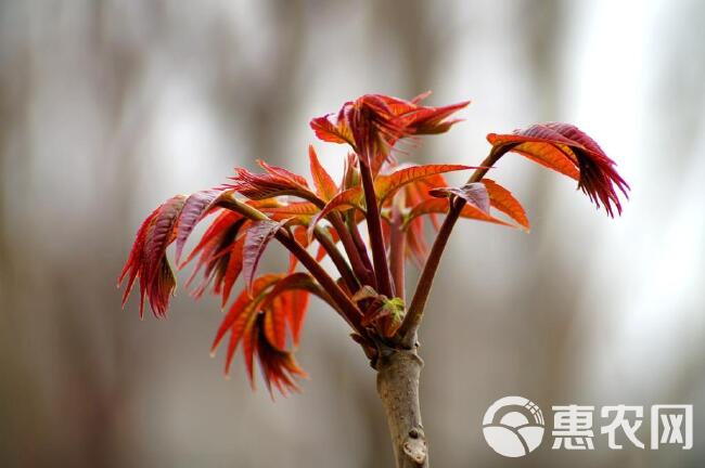 盐渍红油六号香椿咸