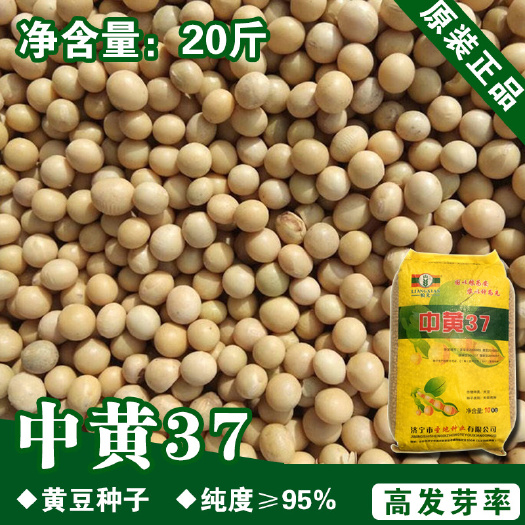 河间市农户大面积种植大豆种子黄豆种子中黄37大豆种子亩产千斤