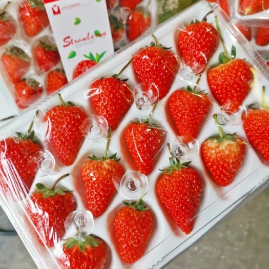 东港市丹东红颜草莓 丹东九九牛奶草莓胶盒防摔包装