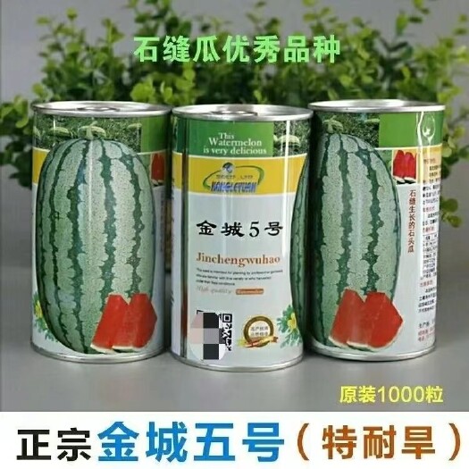 沭阳县正品甘肃金城五号西瓜种子抗病露地硒砂大瓜种子金城5号西瓜种子